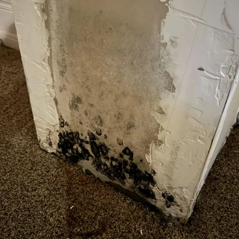 Professional Mold Removal in West Yarmouth, MA